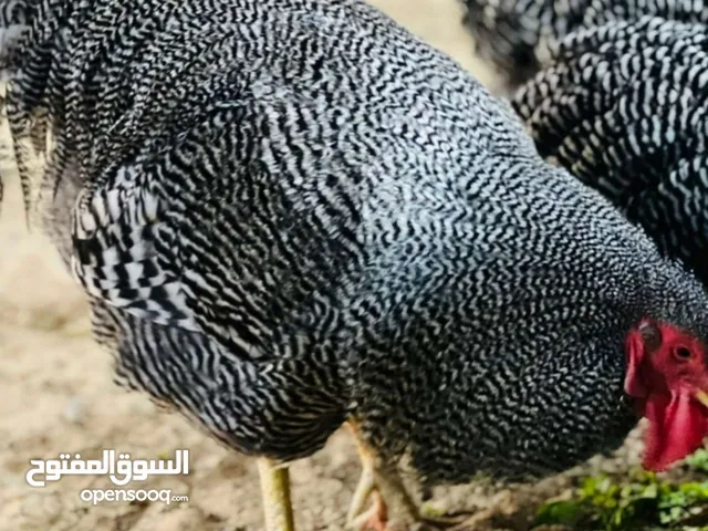 فروج بلايموت روك عمر تلاتة شهور المرفق صور الاب