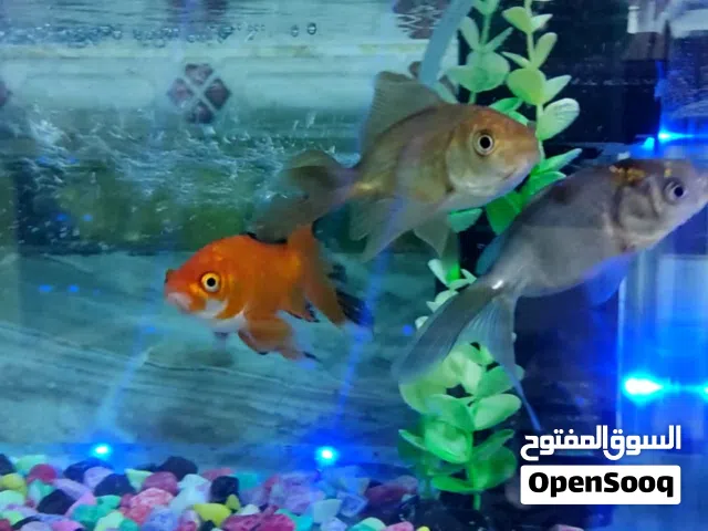 حوض اسماك زينة