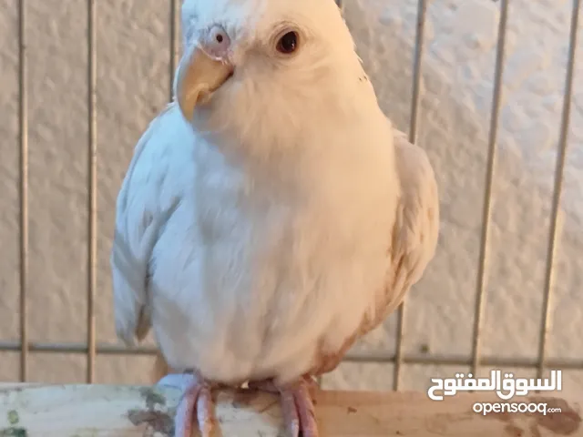 ببغاء كوكتيل 4 حبات للبيع في ضاحية الرشيد