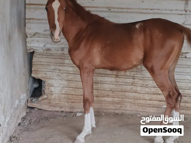 مهر عربي غير مسجل