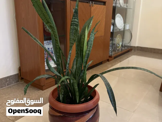 Snake plant indoor with pot