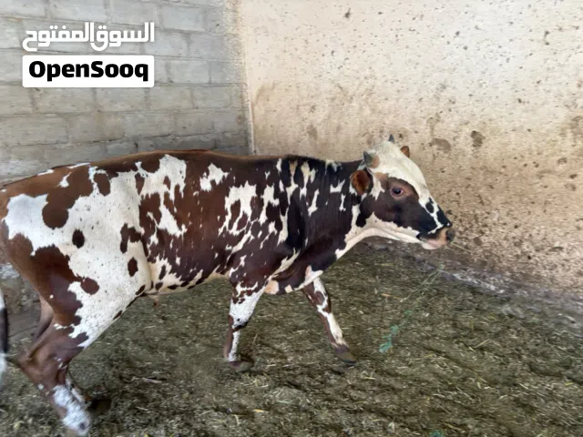 ثور ظفاري للبيع مطعوم