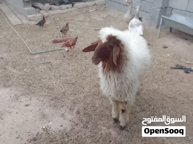 طليه للبيع ورجين