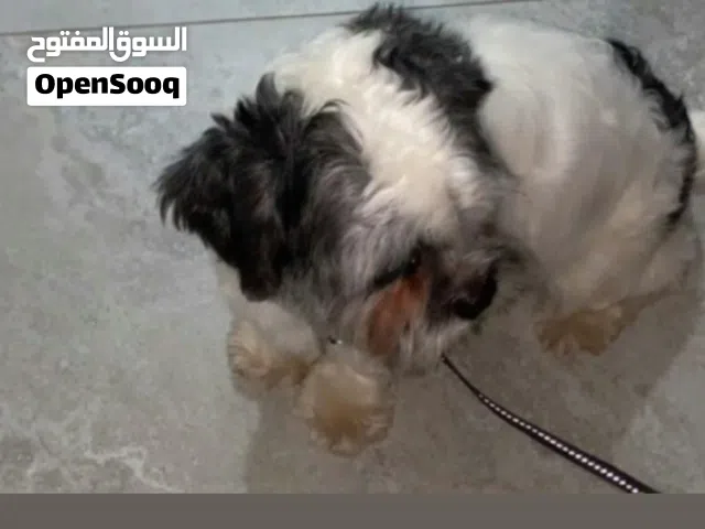للبيع جلب شتزو أو للبدل