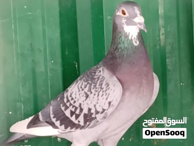 للبيع حمام سباق جميع السلالات