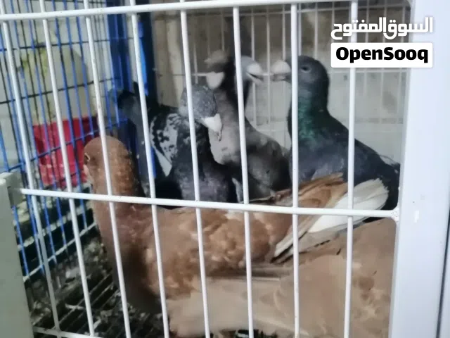 هومرات فراخ