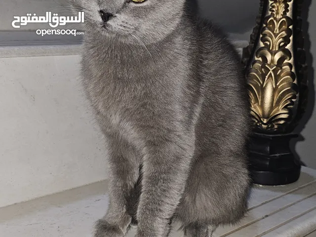 قط سكوتش العمر 7شهر في صحه جيده العنوان البصره شط العرب تواصل تصال عله هاذ رقم