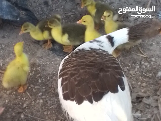 وزتين وديك وست فراخ