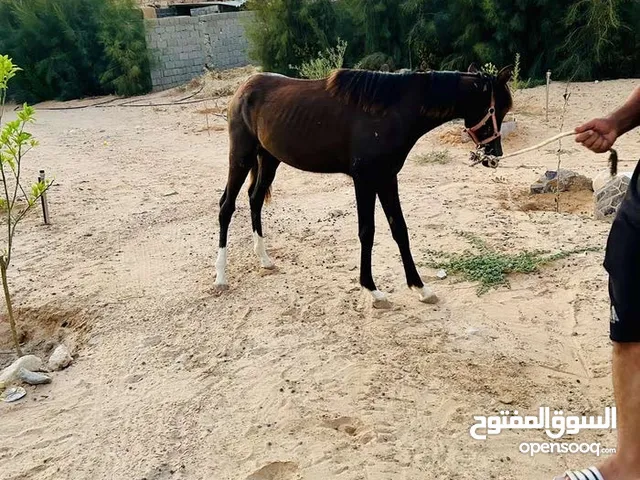 الاسم جود المكان تيجي باطن الجبل