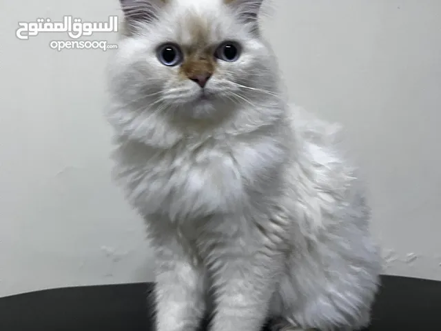 قط هيمالايا/بيرشن