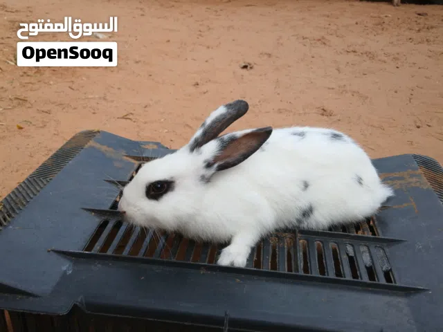 السلام عليكم ارانب للبيع المكان القربوللي السعر 25 العمر3شهور