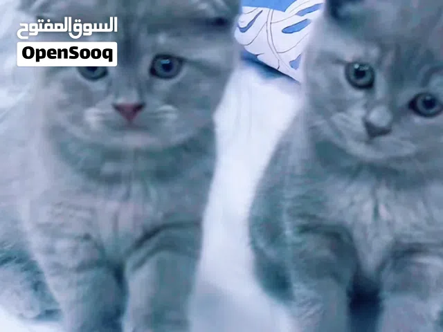 For sale: a beautiful Scottish Fold and Persian cat. It has folded ears and a very cute appearance