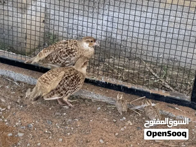 للبيع صفارد وراعبي منتج