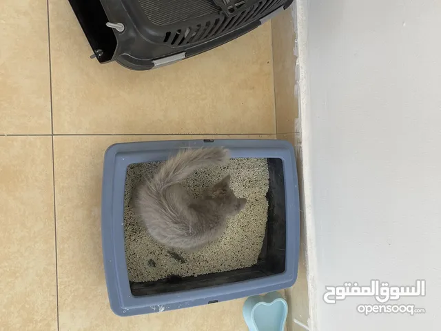 بسة مكس انجولو وشينشيلا للبيع