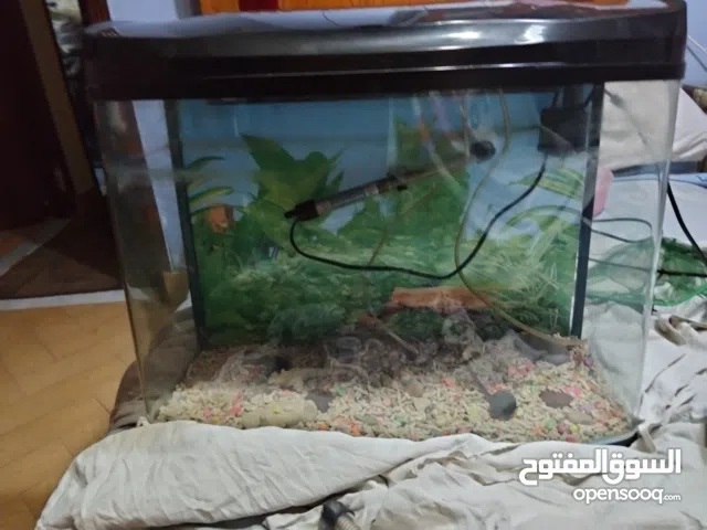 حوض 60 سنتي معاة لمبة نور للحوض و سخان عشان الشتاء ومعاة اتنين هواية للسمك ومعاة سفنج مع هواية للهوا