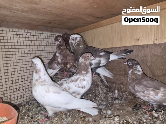 عشه حمام كاملة النوع قلاب قطايف ومحاكر  وكيس حب حمام وقفص نقل طيور جديد