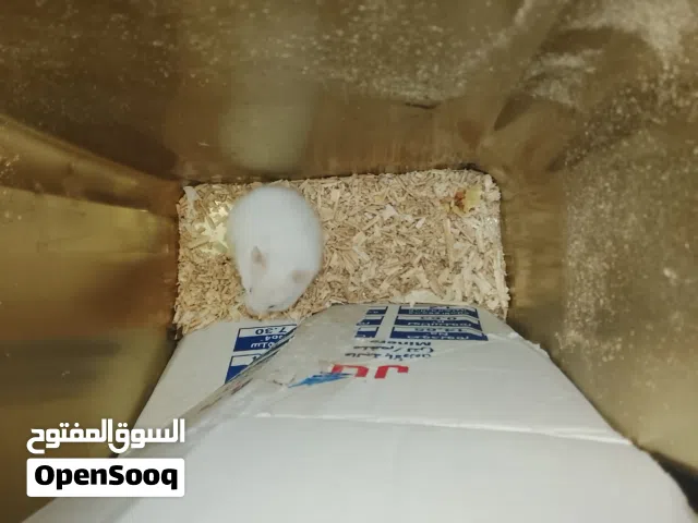 السلام عليكم يتوفر تلت جواز هامستر ابيض كل جوز معاه سبع ولاد للبيع او للبدل علا عصافير