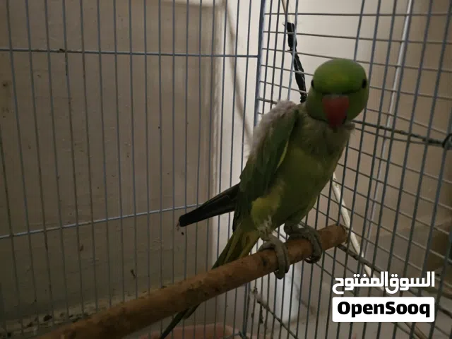 للبيع الدرة ذكر متكلم بطلاقه وروز ذكريين