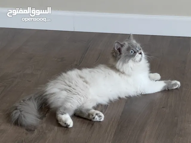 هملايا للتبني
