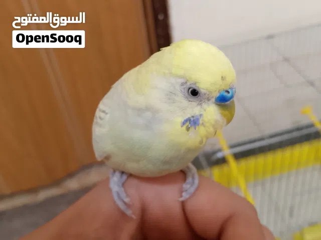 بيع عصفور حب ذكر أليف 100% صحه ممتازه السعر مع قفص 3معالف 15دينار  مع قفص معلفين 10 من دون قفص8  قاب