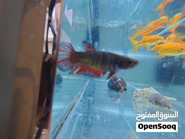 إناث فايتر
