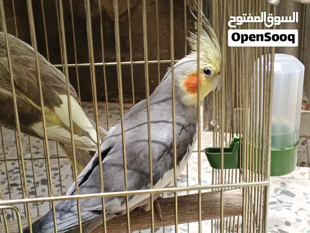 عصافير ككتيل ككتيل