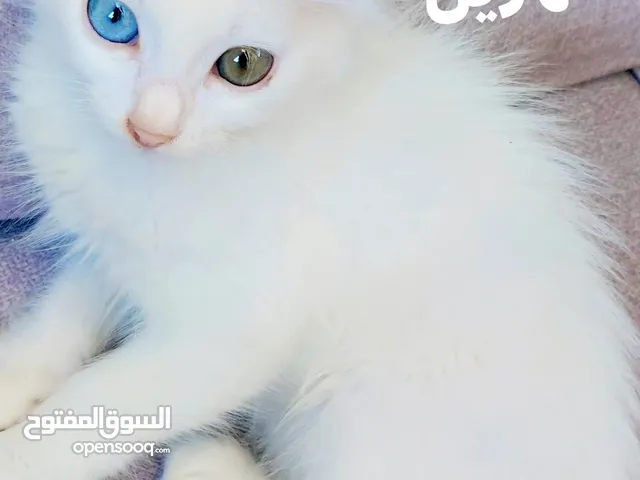 قط انجورة عمره شهرين