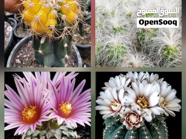 أنواع الصبار المطعّم والمزهر