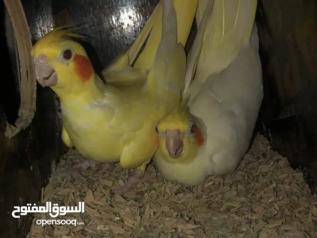 طيور للبيع