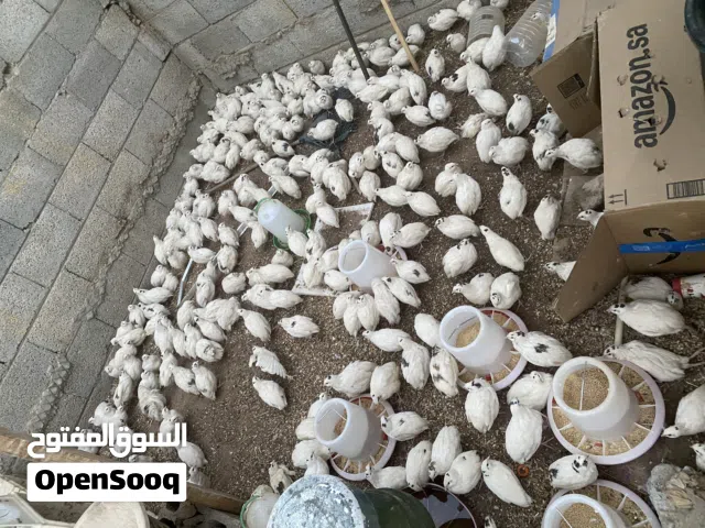 بيض سمان تاكسس بيور سلالة اللحم والشحم والطعم