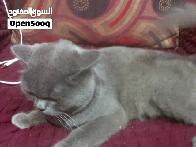 قط سكيتش فولد ذكر