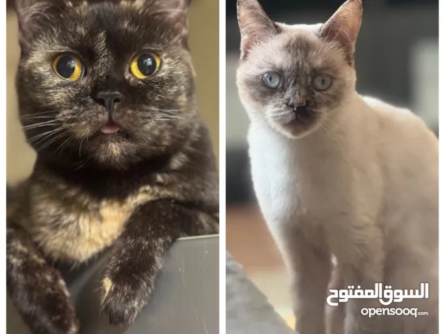 For Free Adoption ( only good home )