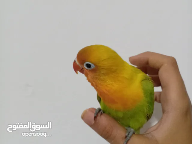سلام عليكم متوفر فيشر