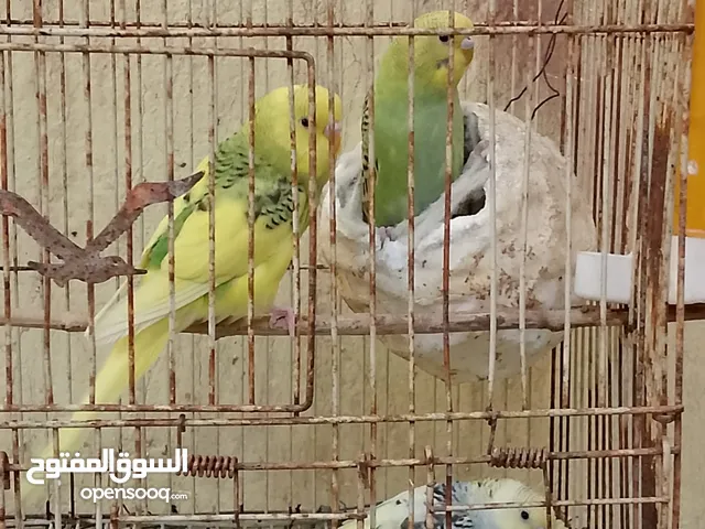 السلام عليكم طيور الحب للبيع أقره الوصف