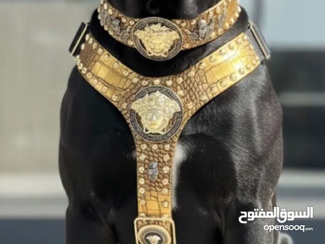 صيد يمام وعصافير