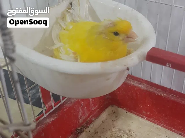 كناري فحل البيع