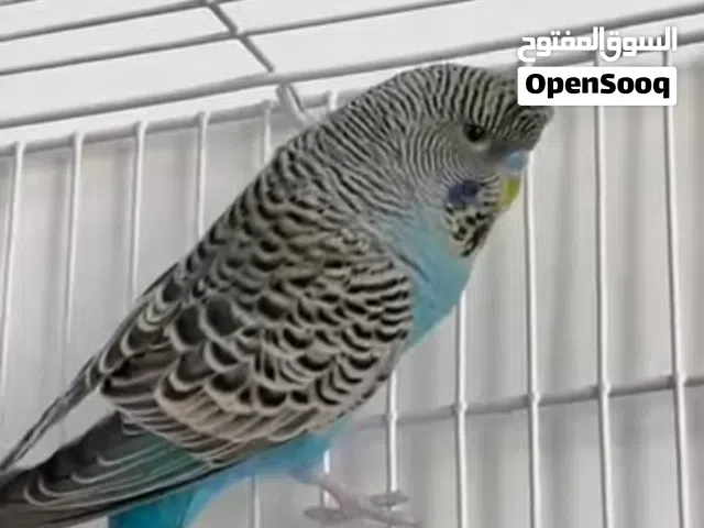 سلام عليكم طيور حب بلاك فيس أحجام