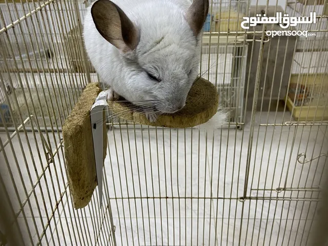 شينشيلا Chinchilla