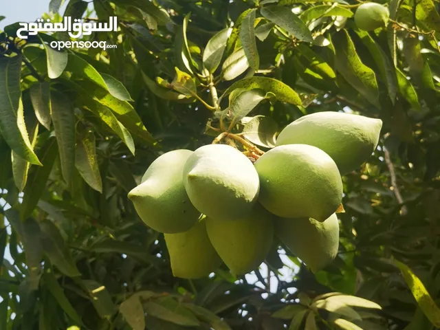 امبا جاهز وحدال عماني للبيع