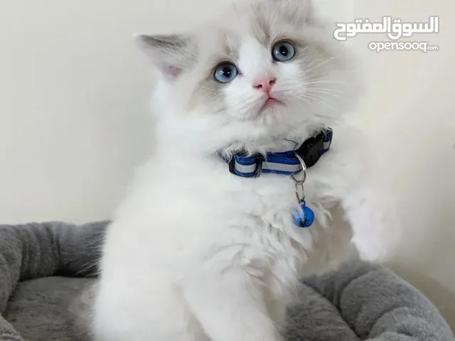 Purebeed Ragdoll Kitten