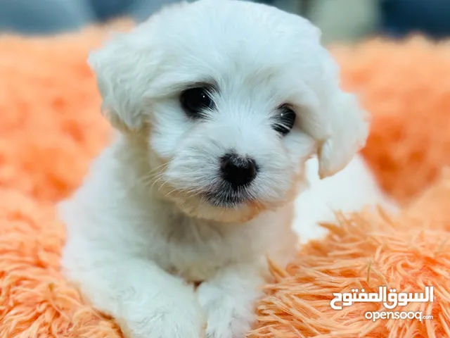 Pure Maltese home born Puppies