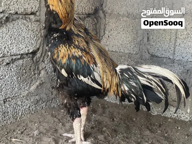 ديك بنجاب بيور