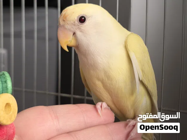 3 من طيور الروز لونها جميل وطفرة عمرها 4 شهور  وشهر الالوان معروضة بالصور. للجادين فقط