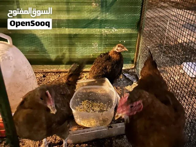 دجاج سوسيكس للبيع العدد 3 مافي توصيل