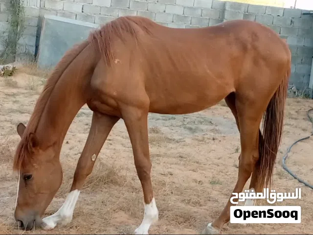 فلوه مواليد 28/1/2024