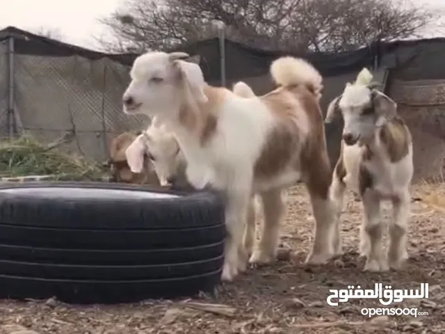 سلام عليكم للييع ثلاث سخال