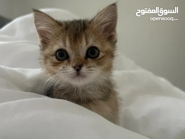 قطه شانشيلا مكس مع سكوتش ستريت انثى العمر 7 اشهر اليفه كتير وهاديه ومتعوده عالتير بوكس مطعمه جاهزه