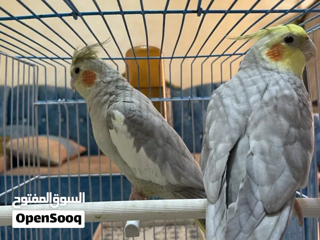 جوز كوكتيل تحته بيض للبيع