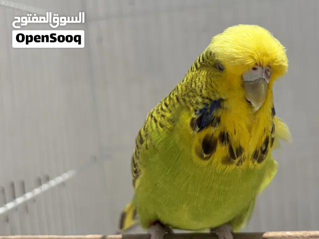 للبيع انثى بادجي إنجليزي