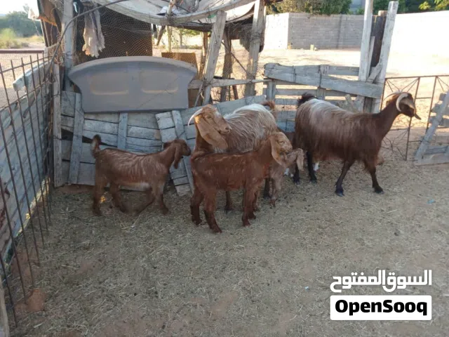 معزها توميات تحتهم 4